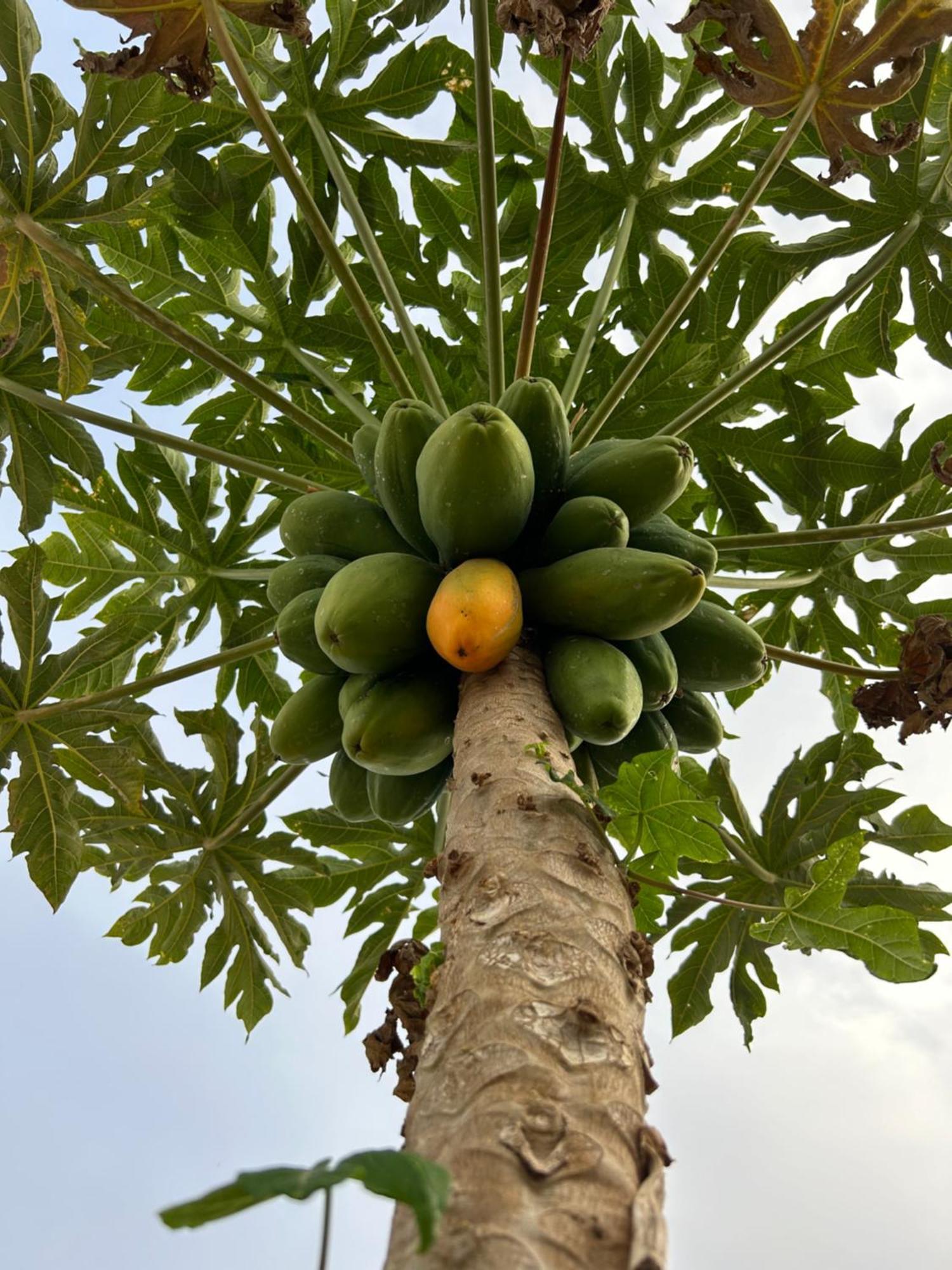 Casa Rural El Pasil أرونا المظهر الخارجي الصورة